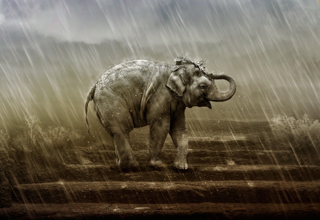 Elefant-im-Regen